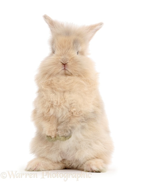 Young rabbit standing up, white background