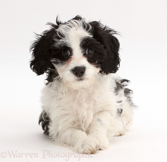 Black-and-white Cavapoo puppy, 13 weeks old, white background