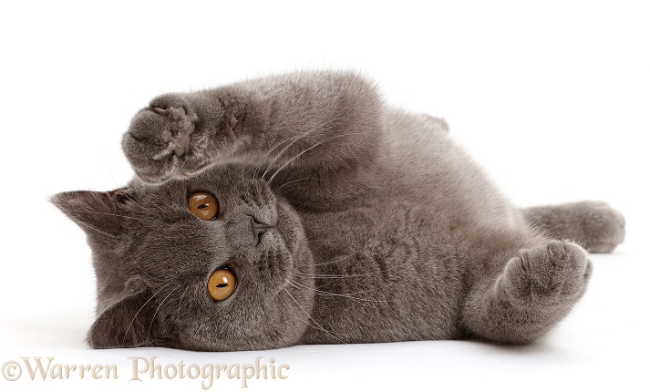 Blue British Shorthair cat lying on his side, white background