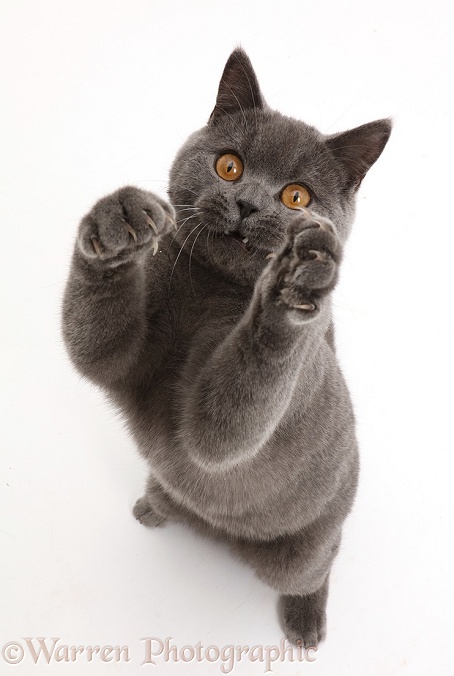 Blue British Shorthair cat sitting looking up with mouth open and paws raised, white background