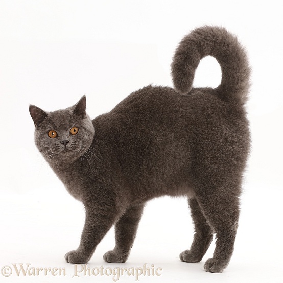 Blue British Shorthair cat standing with arched back, white background