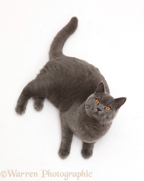 Blue British Shorthair cat lying looking up, white background