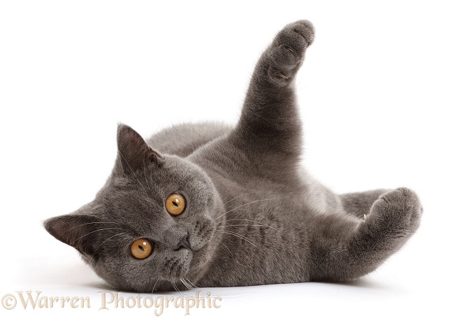Blue British Shorthair cat lying on his back, white background