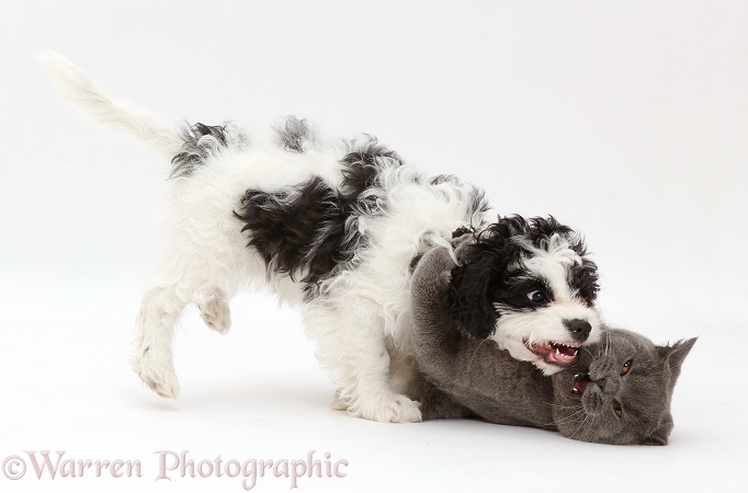 Blue British Shorthair cat play-fighting with black-and-white Cavapoo puppy, 13 weeks old, white background