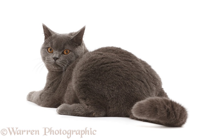 Blue British Shorthair cat looking over his shoulder, white background