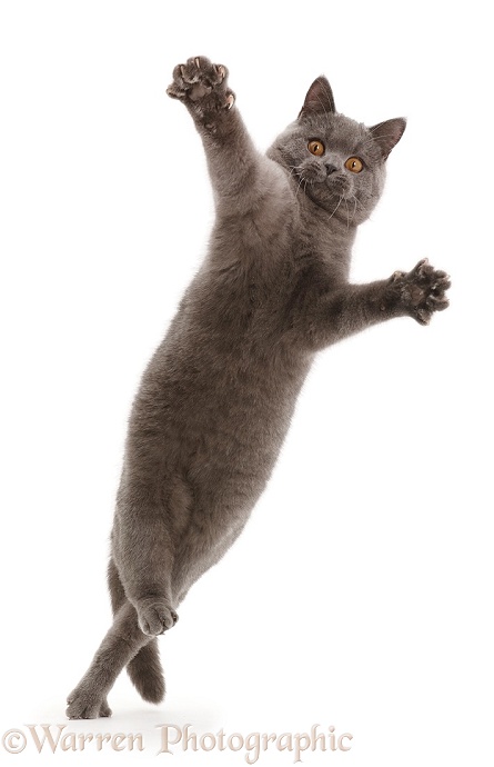 Blue British Shorthair cat leaping with outstretched arms, white background