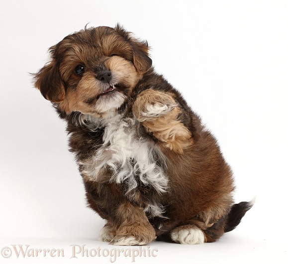 Cavapoo puppy with raised paw, white background