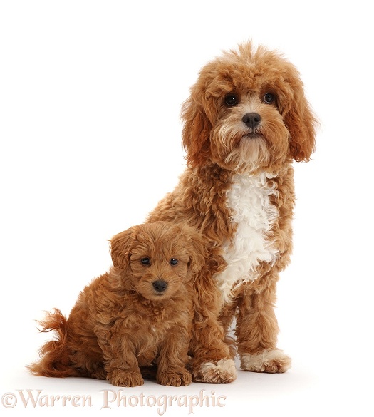 Red Cavapoo adult and puppy, white background