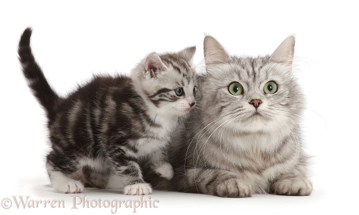 Silver tabby kitten, 4 weeks old, with his mother, Shimmer, white background