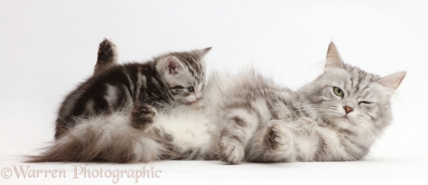 Silver tabby kitten, 4 weeks old, suckling his mother, Shimmer, white background