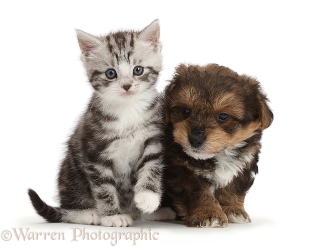 Silver tabby kitten with Cavapoo puppy, white background