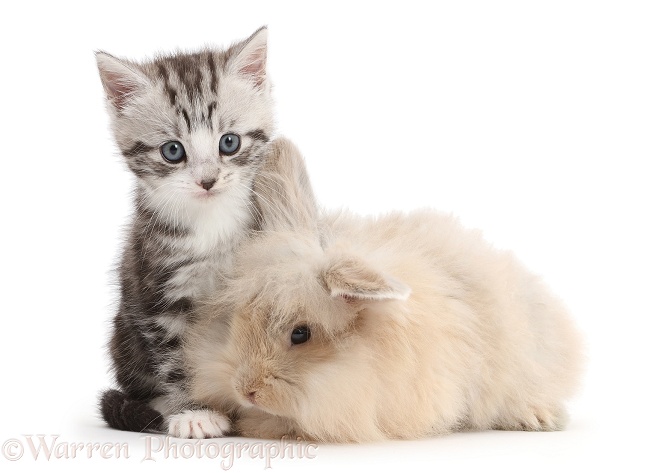 Cute silver tabby kitten and beige bunny, white background