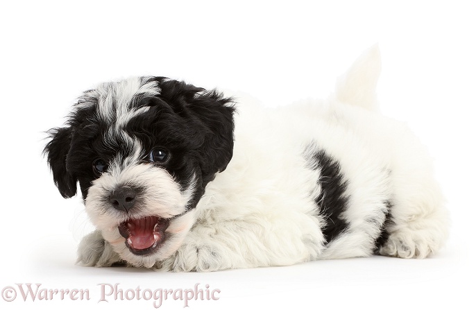 Playful black-and-white Cavapoo puppy, white background