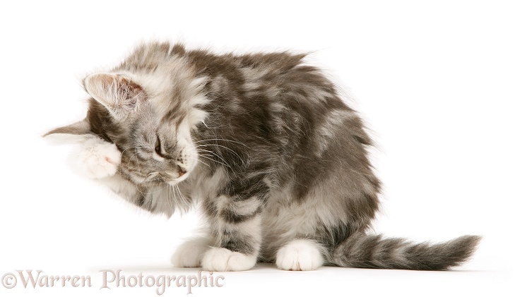 Tabby Maine Coon kitten washing, white background