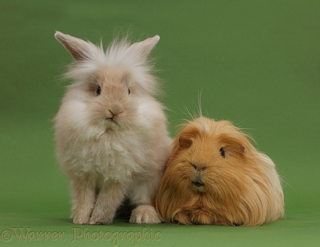 Beige bunny and ginger Guinea pig on green background