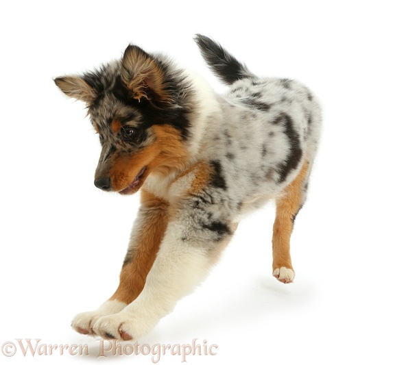 Australian Shepherd pup, 16 weeks old, pouncing, white background