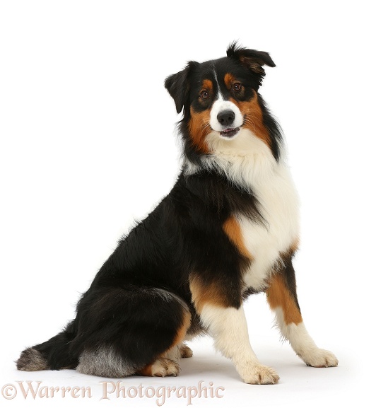 Australian Shepherd bitch sitting, white background