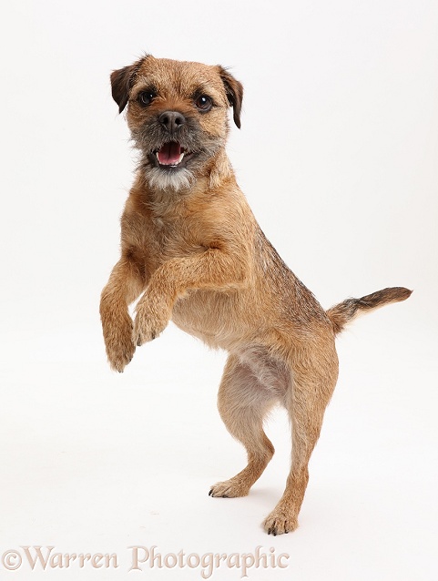 Border Terrier bitch, 2 year old, jumping up, white background