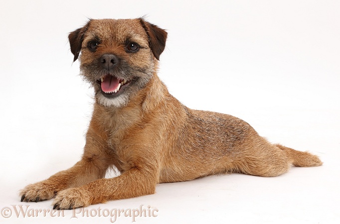 Border Terrier bitch, 2 year old, lying stretched out, white background