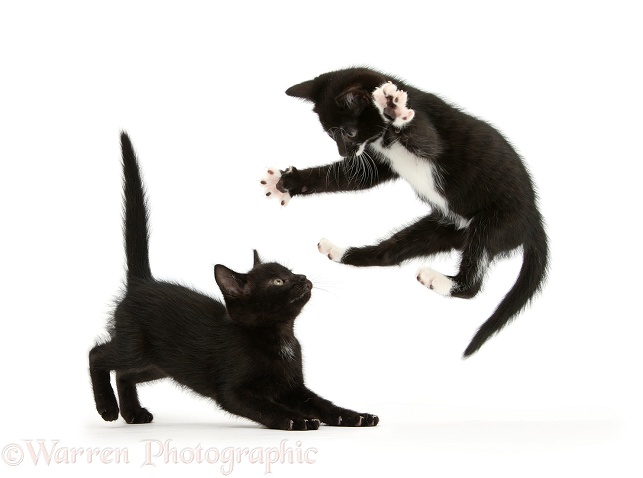 Black-and-white kitten, Tuxie, 7 weeks old playfully leaping at his brother, Buxie, white background