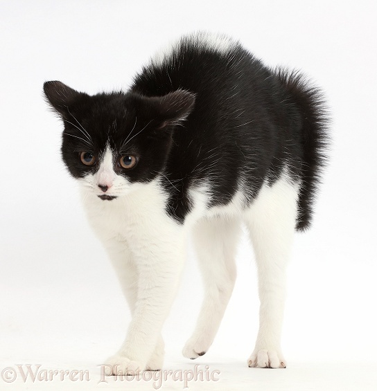 Black-and-white kitten, Loona, 3 months old, in frightened witch's cat posture, white background