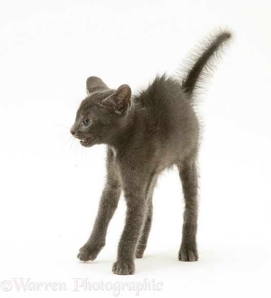 Alarmed blue kitten in defensive posture, ready to strike, white background