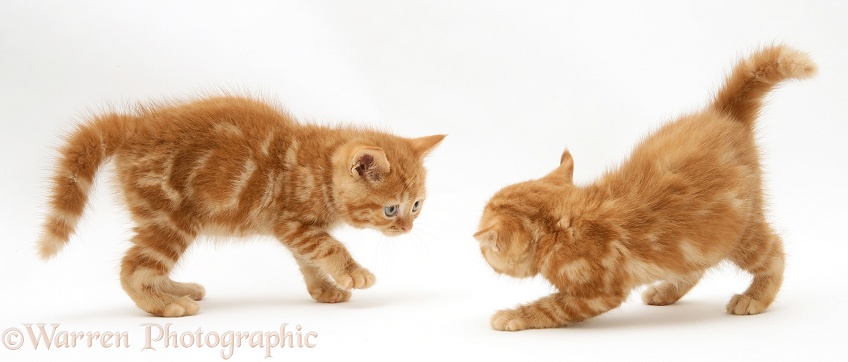 Red tabby British Shorthair kittens defensive and aggressive with each other, white background
