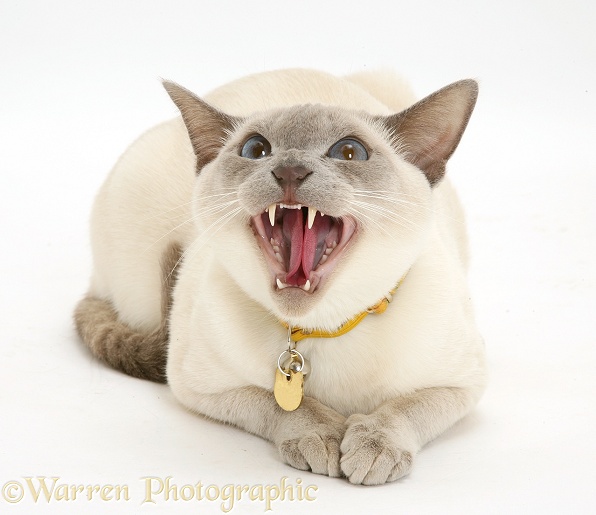 Siamese-cross cat, Isaac, hissing defensively, white background