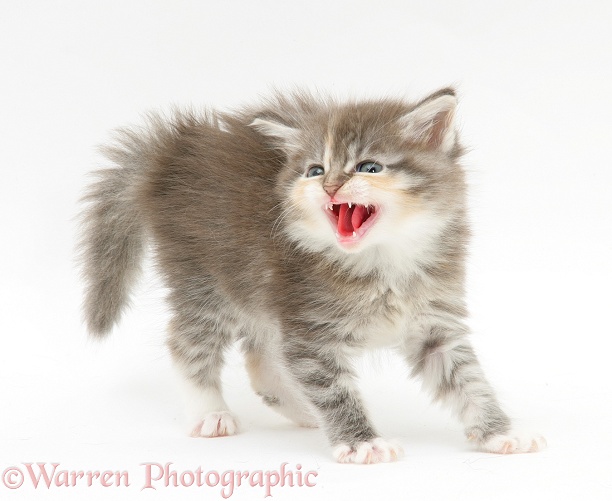 Tabby kitten in aggressive posture, white background