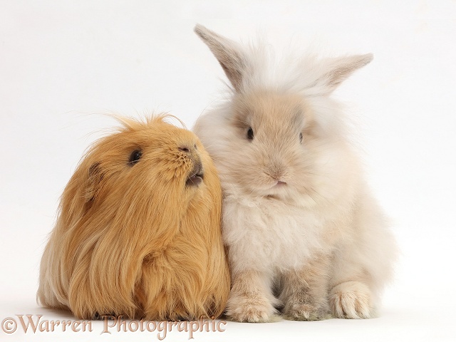 Beige bunny and ginger Guinea pig, white background