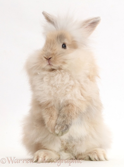 Beige fluffy bunny standing up, white background