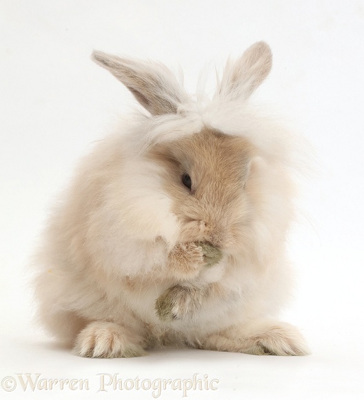 Beige fluffy bunny grooming, white background