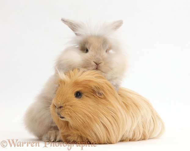 Beige fluffy bunny and ginger Guinea pig, white background