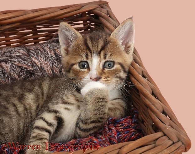 Bashful tabby kitten in wool basket