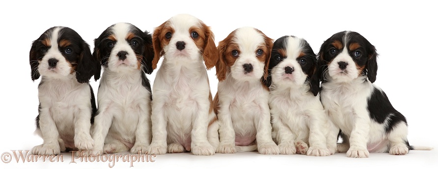 Six Cavalier King Charles Spaniel puppies sitting in a row, white background