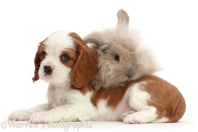 Cavalier puppy and fluffy bunny, white background