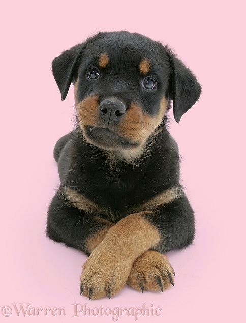 Rottweiler pup lying, paws crossed, white background