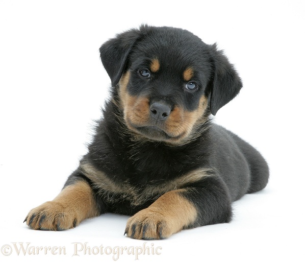 Rottweiler pup, 8 weeks old, white background