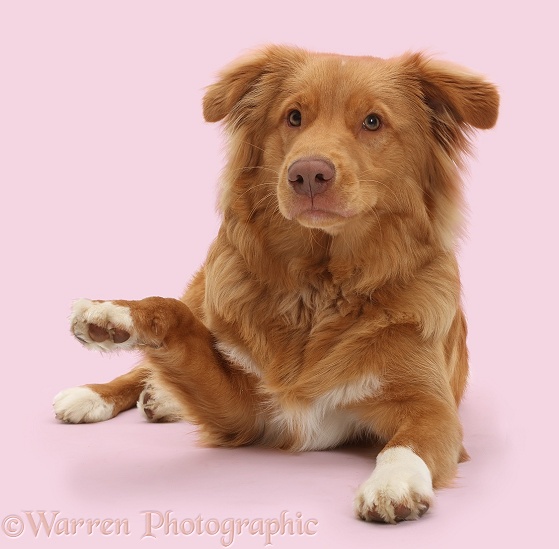 Nova Scotia Duck Tolling Retriever dog, 6 months old, pointing with a paw, white background