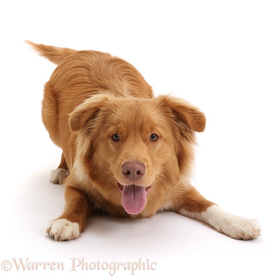 Nova Scotia Duck Tolling Retriever dog, 6 months old, in play-bow, white background