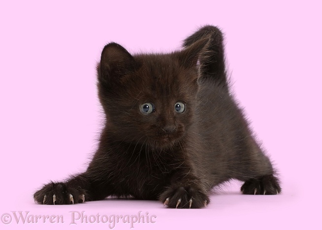 Playful black kitten, 5 weeks old, white background