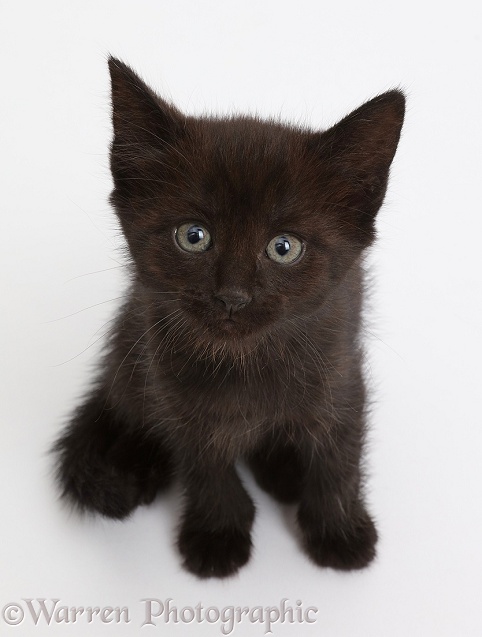 Black kitten sitting and looking up, white background