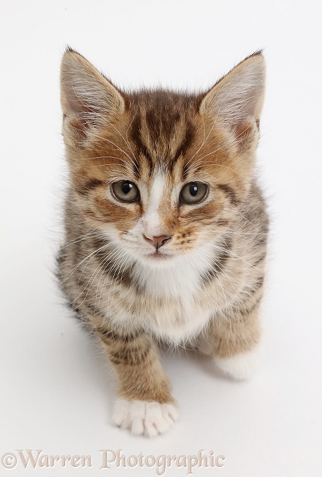 Tabby kitten sitting and looking up, white background