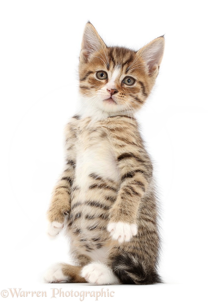 Tabby kitten standing up on haunches, white background