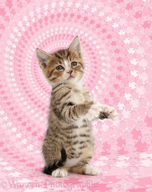 Tabby kitten standing up on haunches, white background