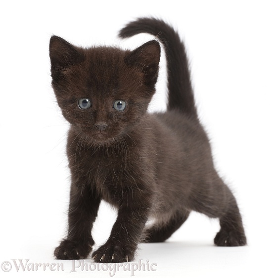 Black kitten walking standing with tail up, white background