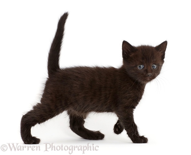 Worried looking black kitten walking, white background