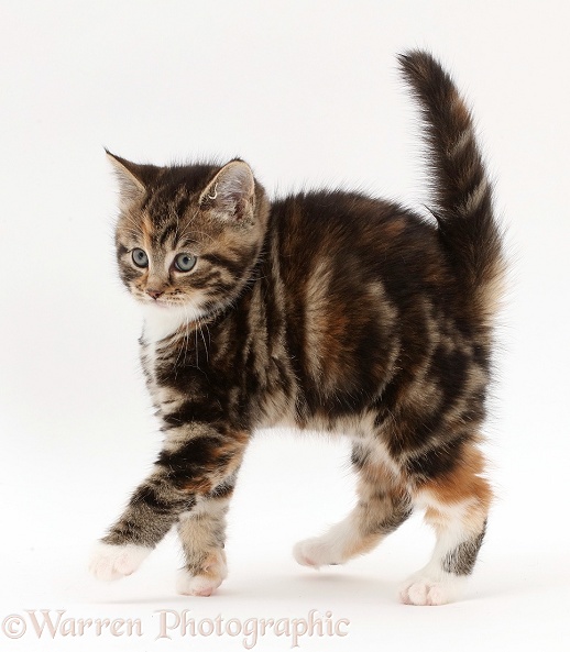 Kittens adopting menacing posture, white background