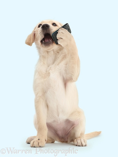 Yellow Labrador retriever puppy, 9 weeks old, talking on a mobile phone, white background