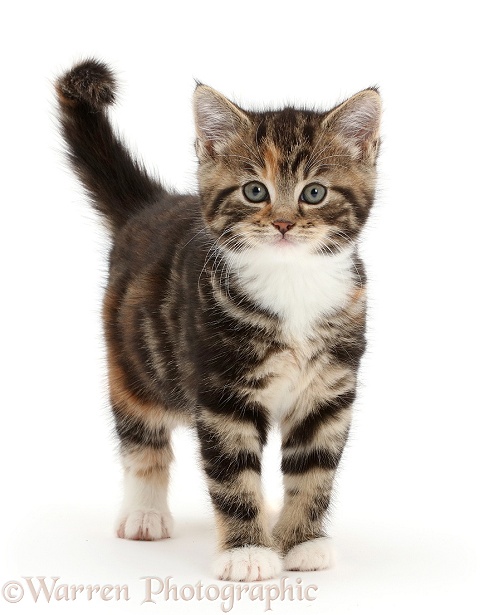 Tabby kitten standing with tail erect, white background